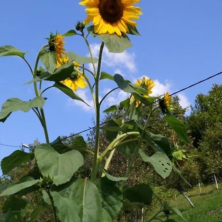 Seosko Domacinstvo Halil & Alema アパート *