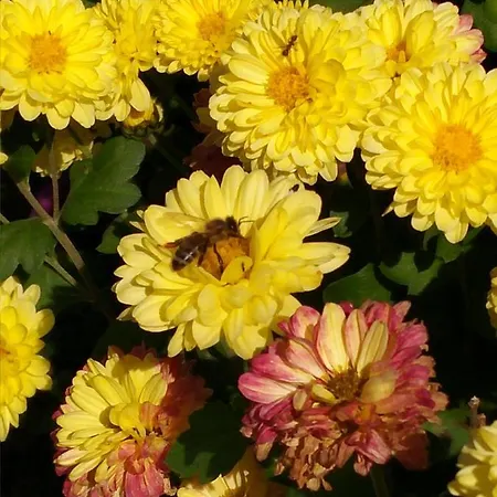 アパート Seosko Domacinstvo Halil & Alema