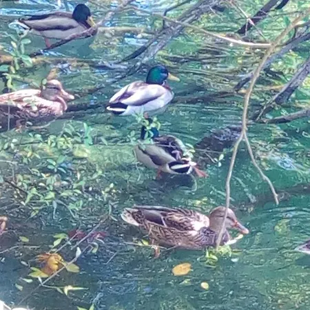 Seosko Domacinstvo Halil & Alema * Ćukovi